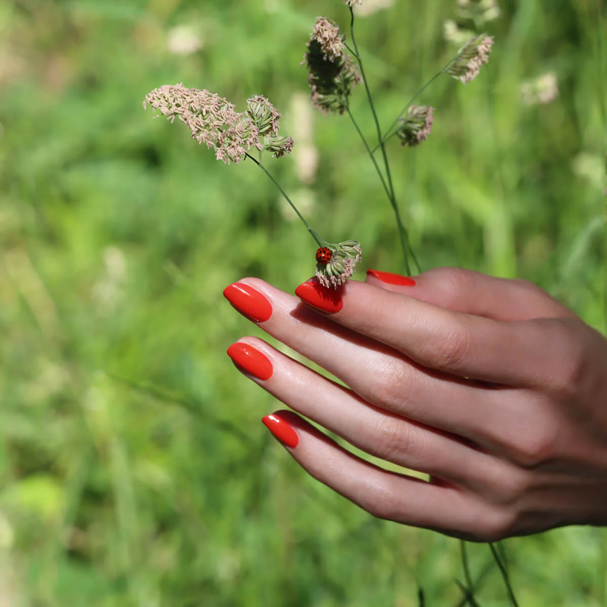 Red Coral - Image 12