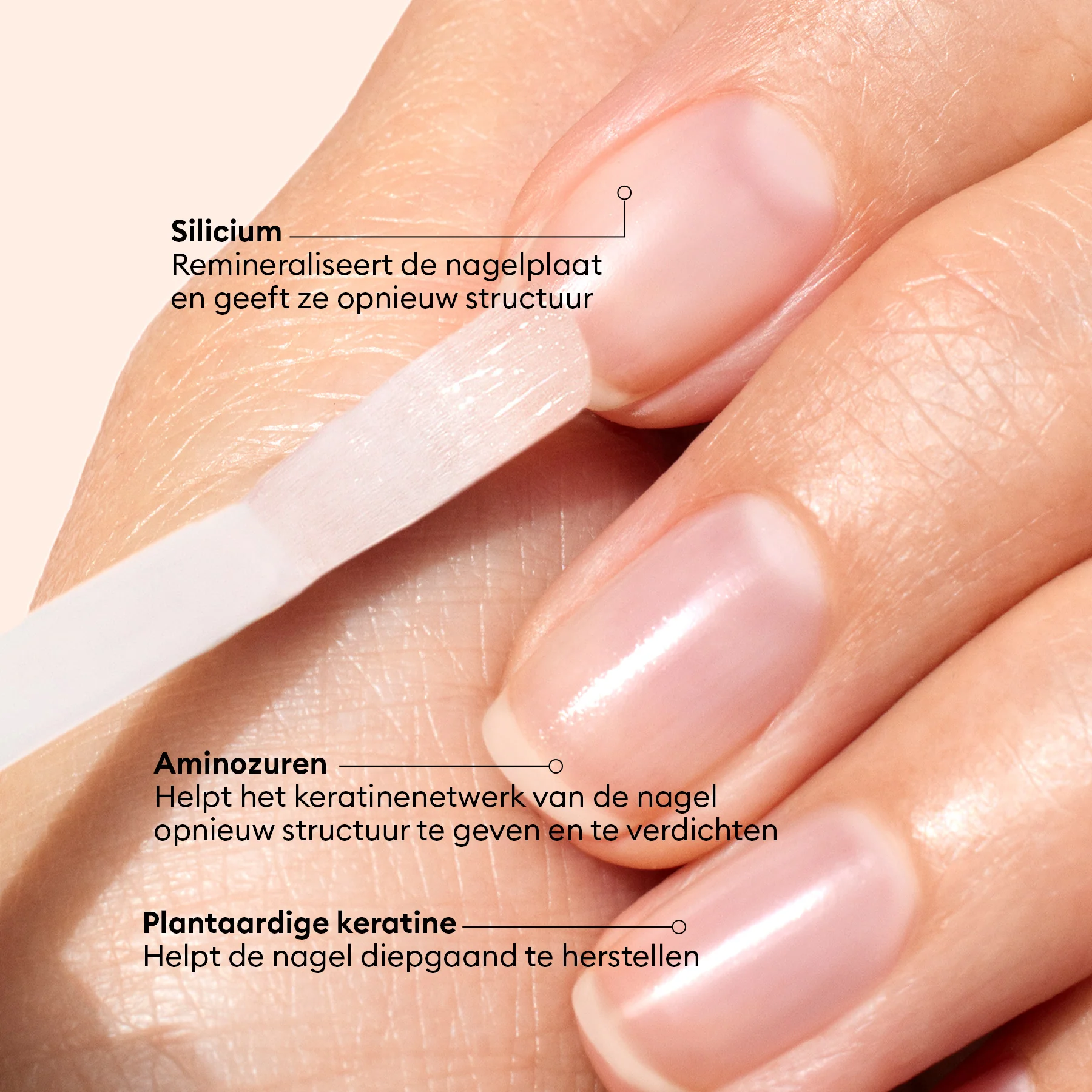 Vernis Amer - Image 8